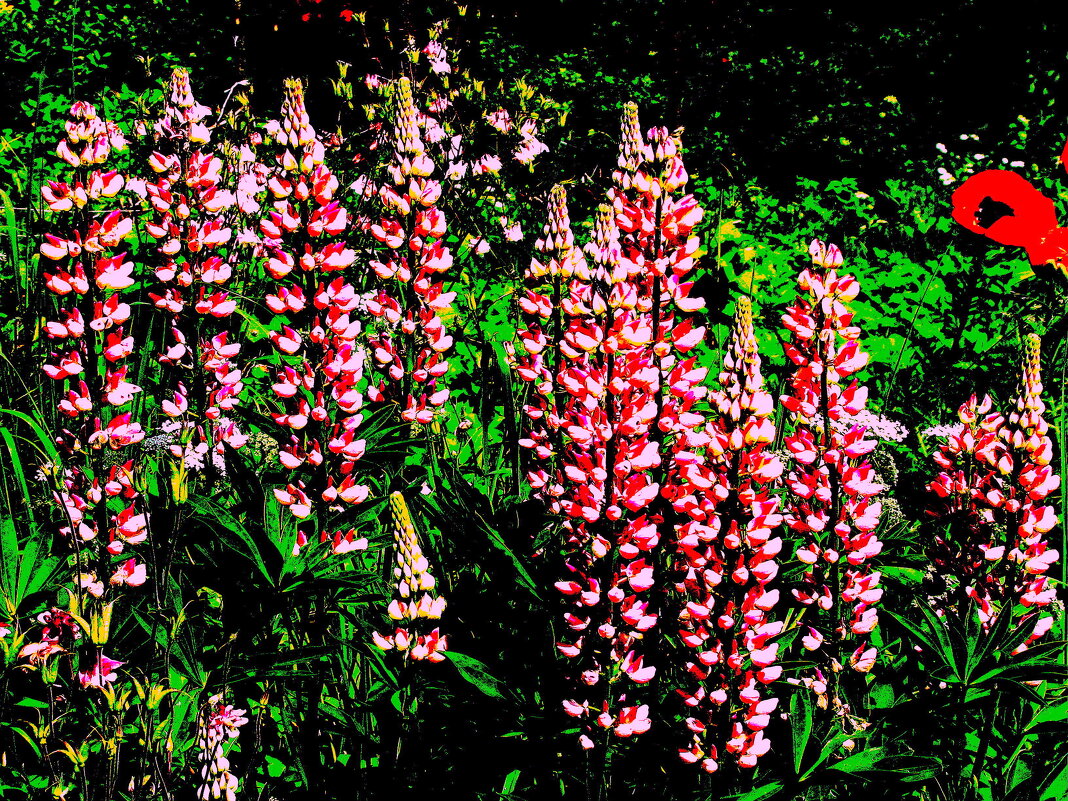 Люпины цветут - Людмила Смородинская Люпины цветут - Людмила Смородинская