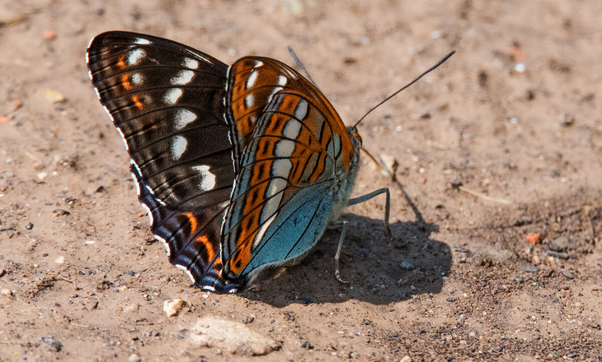 *** - Владимир Безбородов
