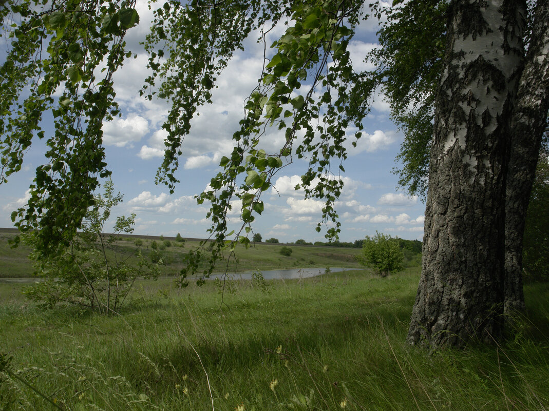 Березы - Игорь Шевердин