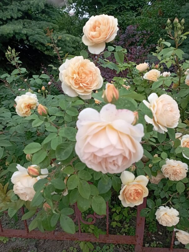 Розочки - Елена Семигина