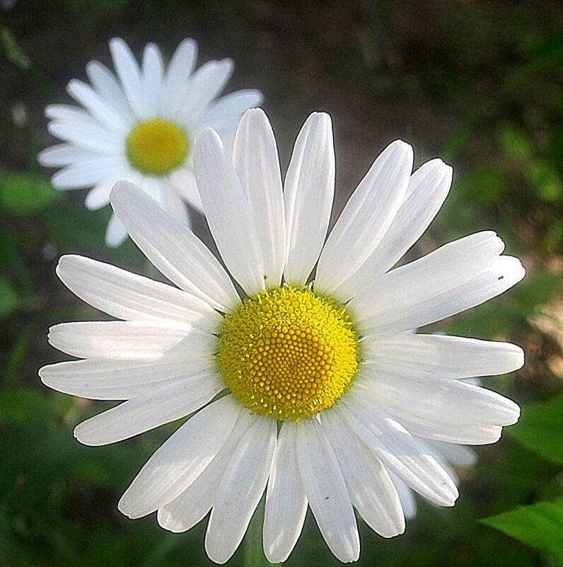 С ЛНЕМ РОССИИ! МИРА И ДОБРА! - Елена Семигина