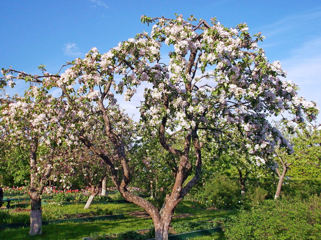 Яблоня в цвету. - VasiLina *