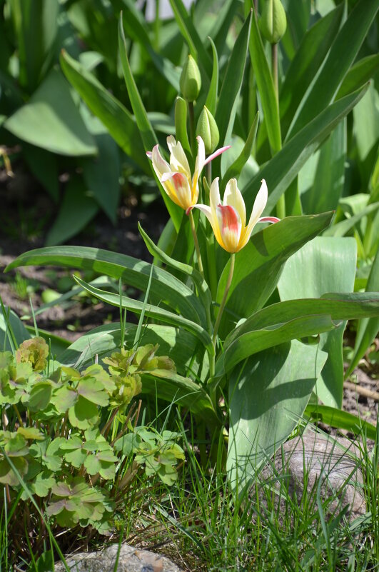 +++ - Oleg4618 Шутченко