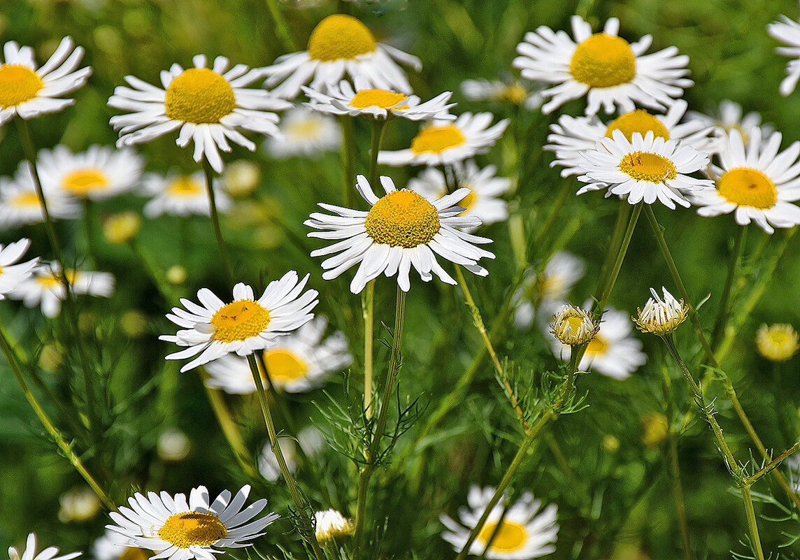 Привет, Россия - Родина моя! С ПРАЗДНИКОМ, друзья! - Валентина Нефёдова Привет, Россия - Родина моя! С ПРАЗДНИКОМ, друзья! - Валентина Нефёдова