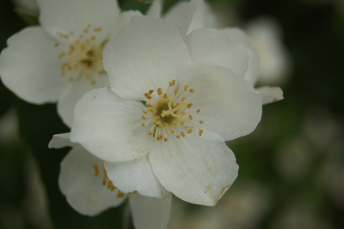 Жасмин - Глеб 