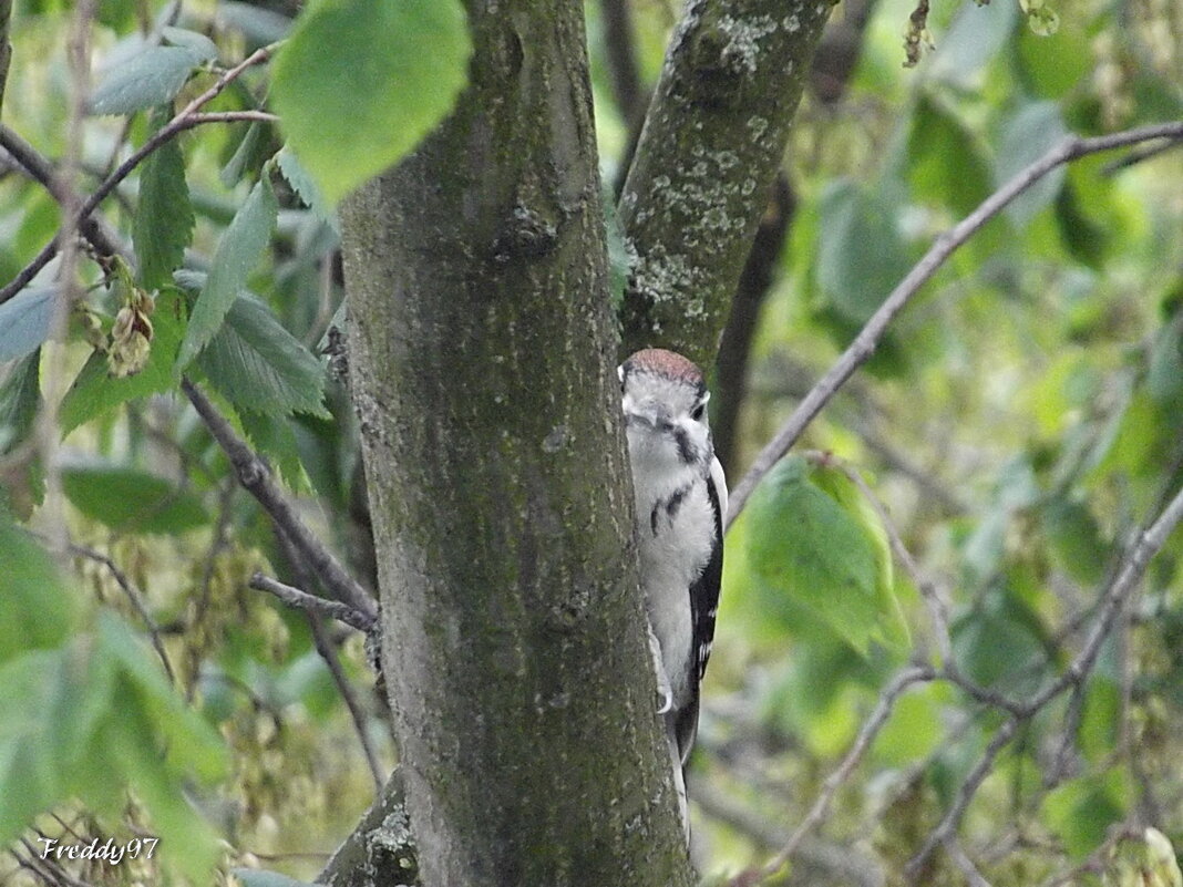 Игра в прятки - Freddy 97