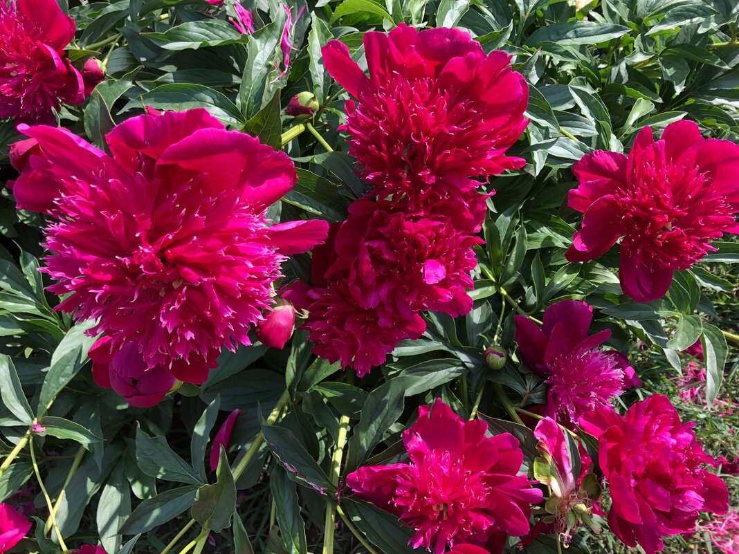 "А на нейтральной полосе цветы..." - Ирэн "А на нейтральной полосе цветы..." - Ирэн