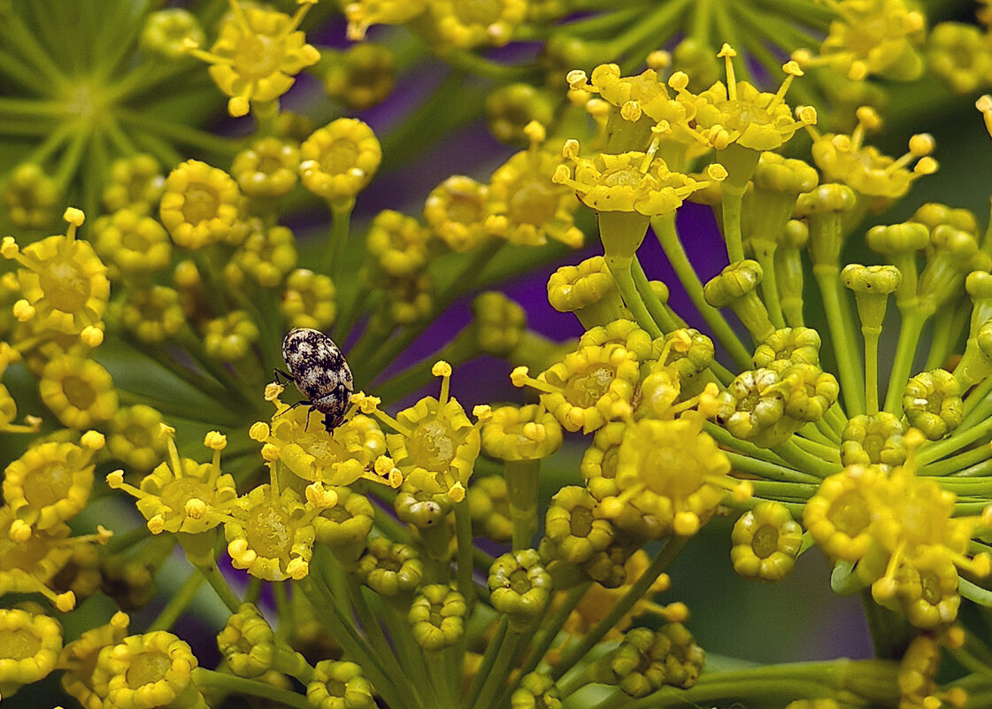 Цветёт укроп - Валерий Ткаченко Цветёт укроп - Валерий Ткаченко