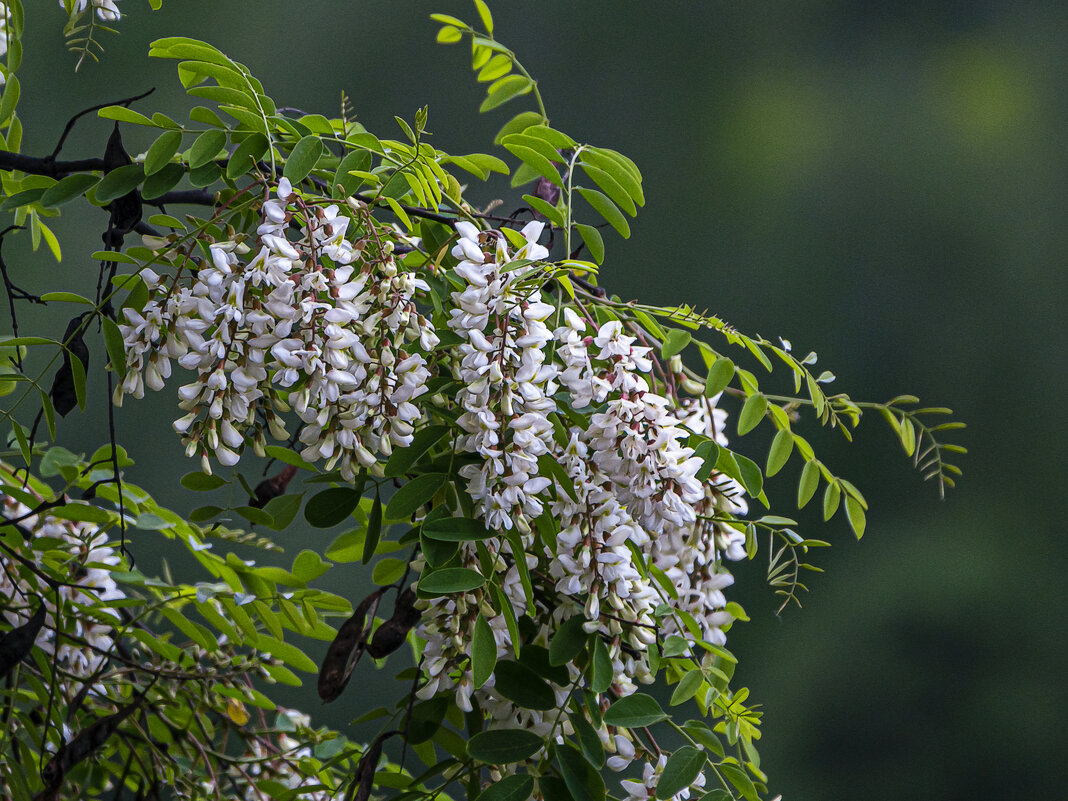 Белая акация - Aleksey Afonin