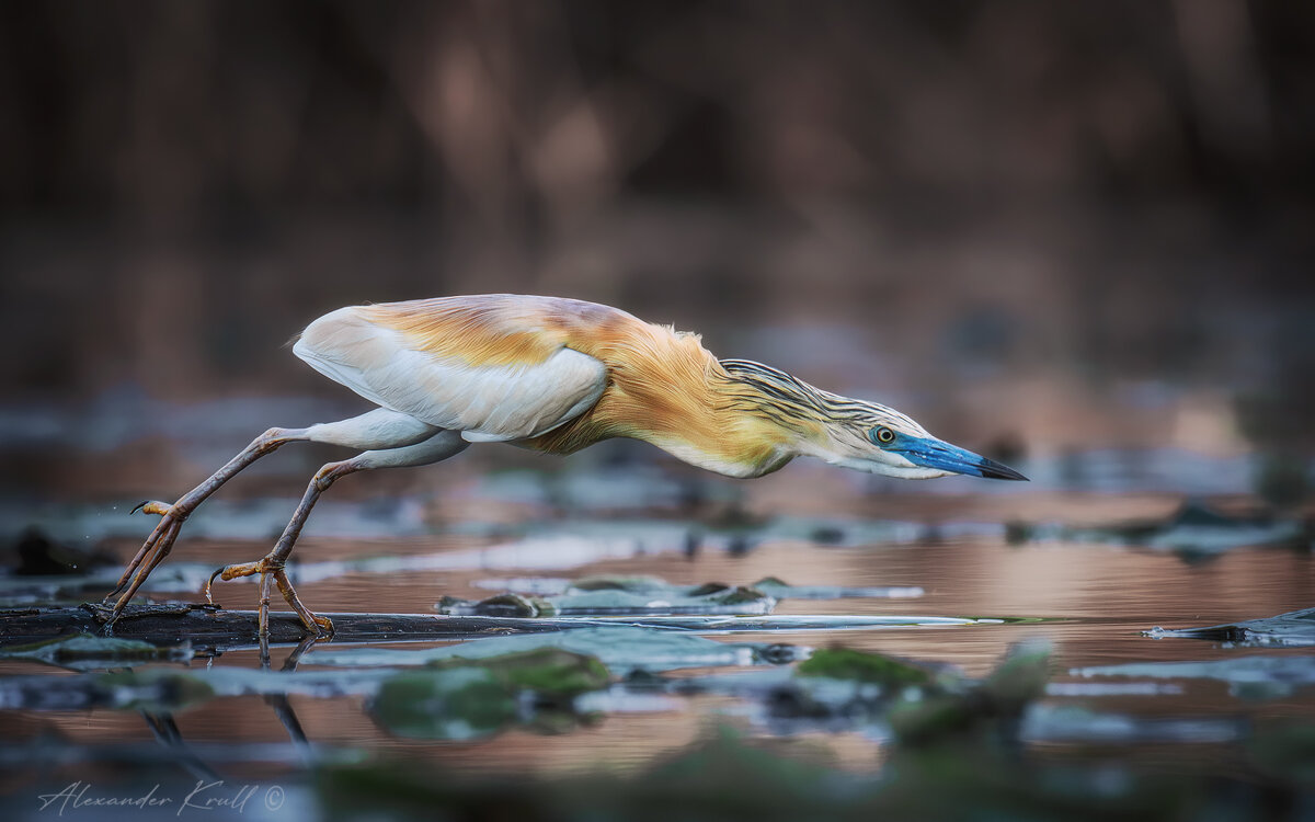 Бросок - Александр К.