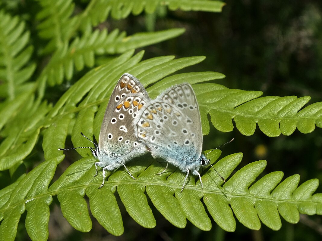 ** - Зоя Мишина