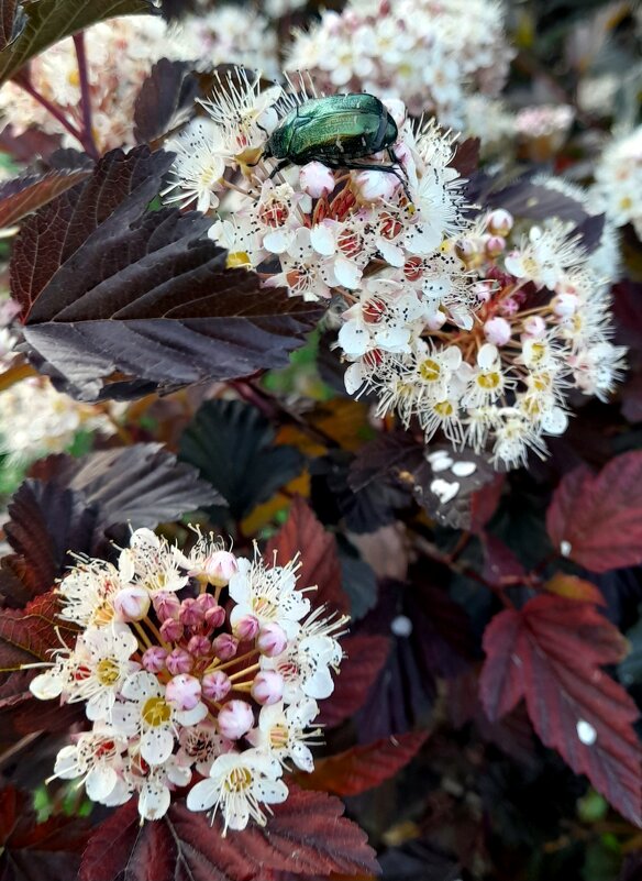 Майский жук на цветах . - Мила Бовкун Майский жук на цветах . - Мила Бовкун