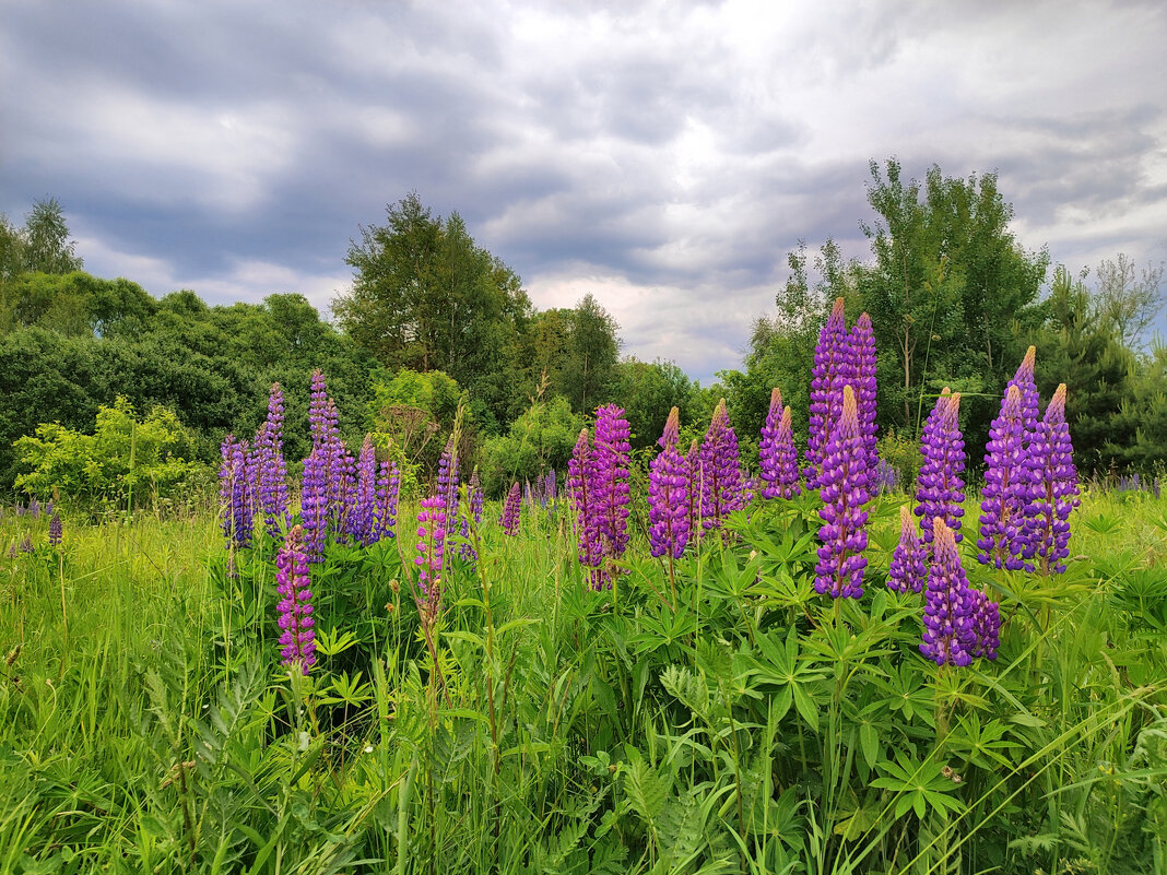 Люпины цветут - Денис Бочкарёв Люпины цветут - Денис Бочкарёв