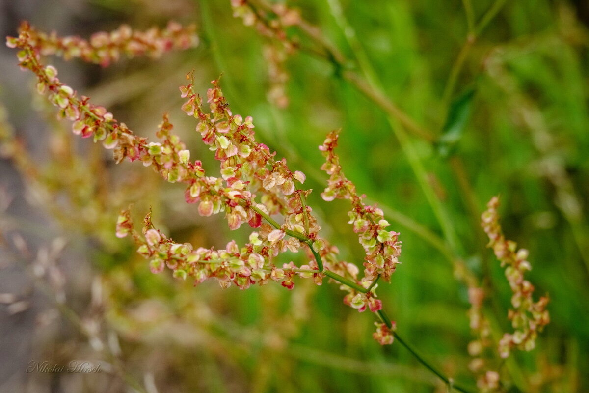 Про семена... - Николай Гирш
