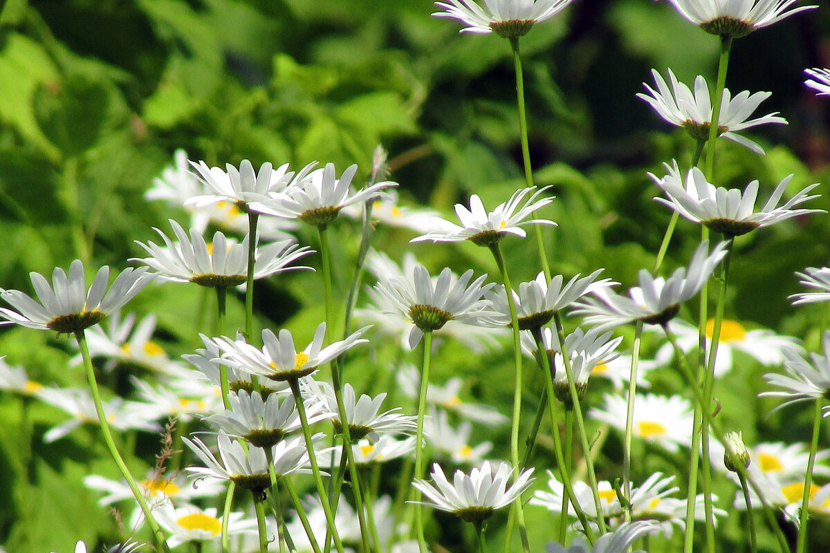 ромашки - irina ромашки - irina