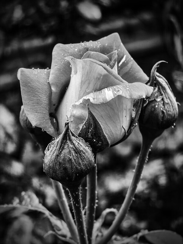 * - Валерий Ткаченко