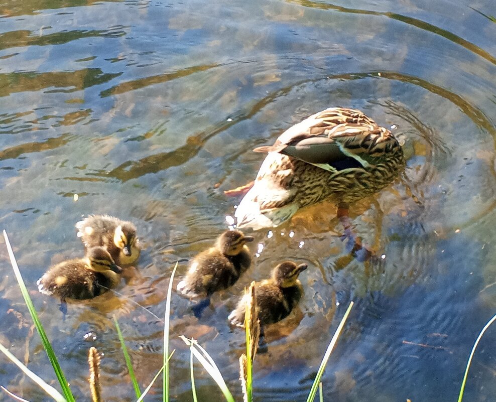 Утята - Сапсан 