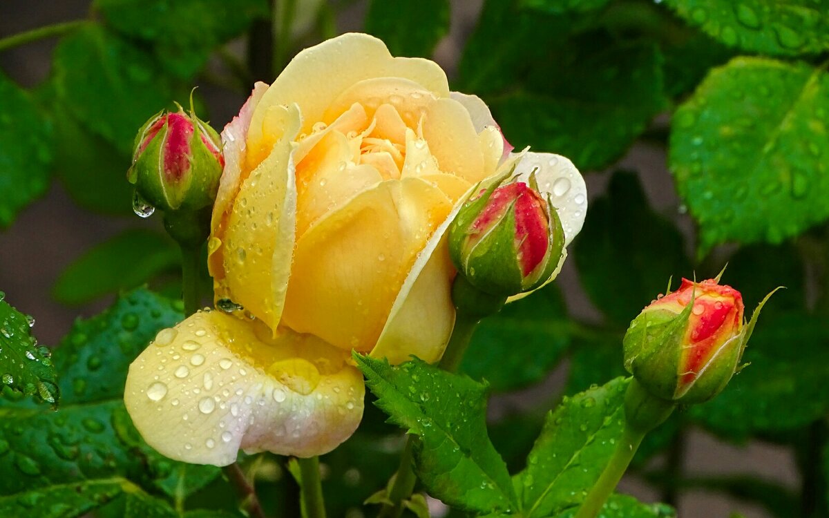 Розы в городе. - Милешкин Владимир Алексеевич 