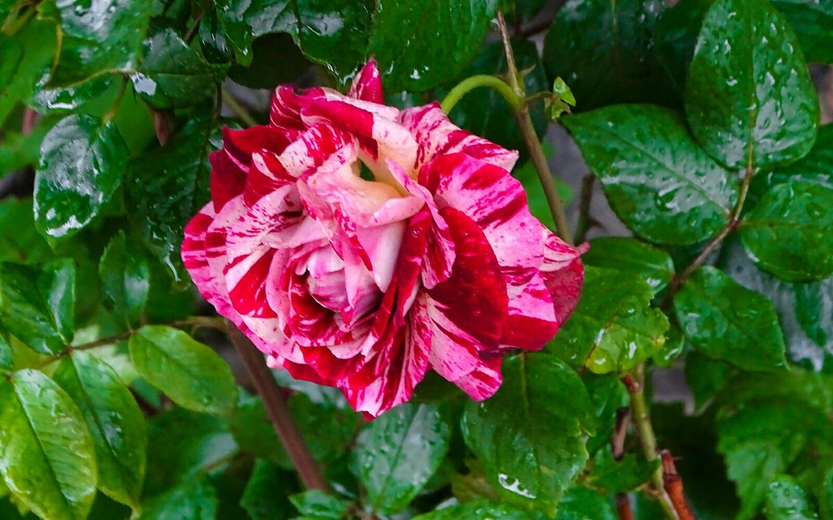 Розы в городе. - Милешкин Владимир Алексеевич 