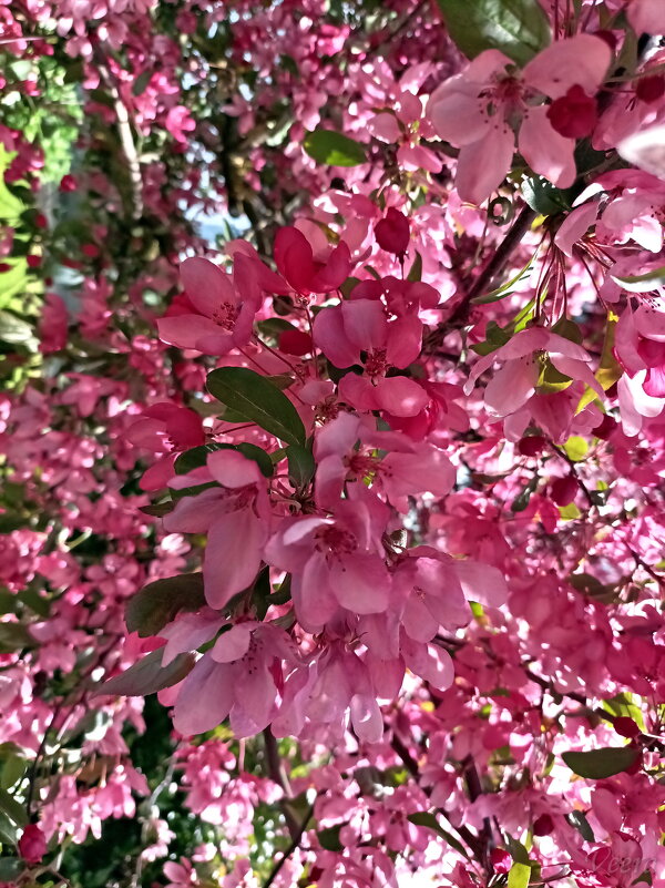 Яблони в цвету - Veera V