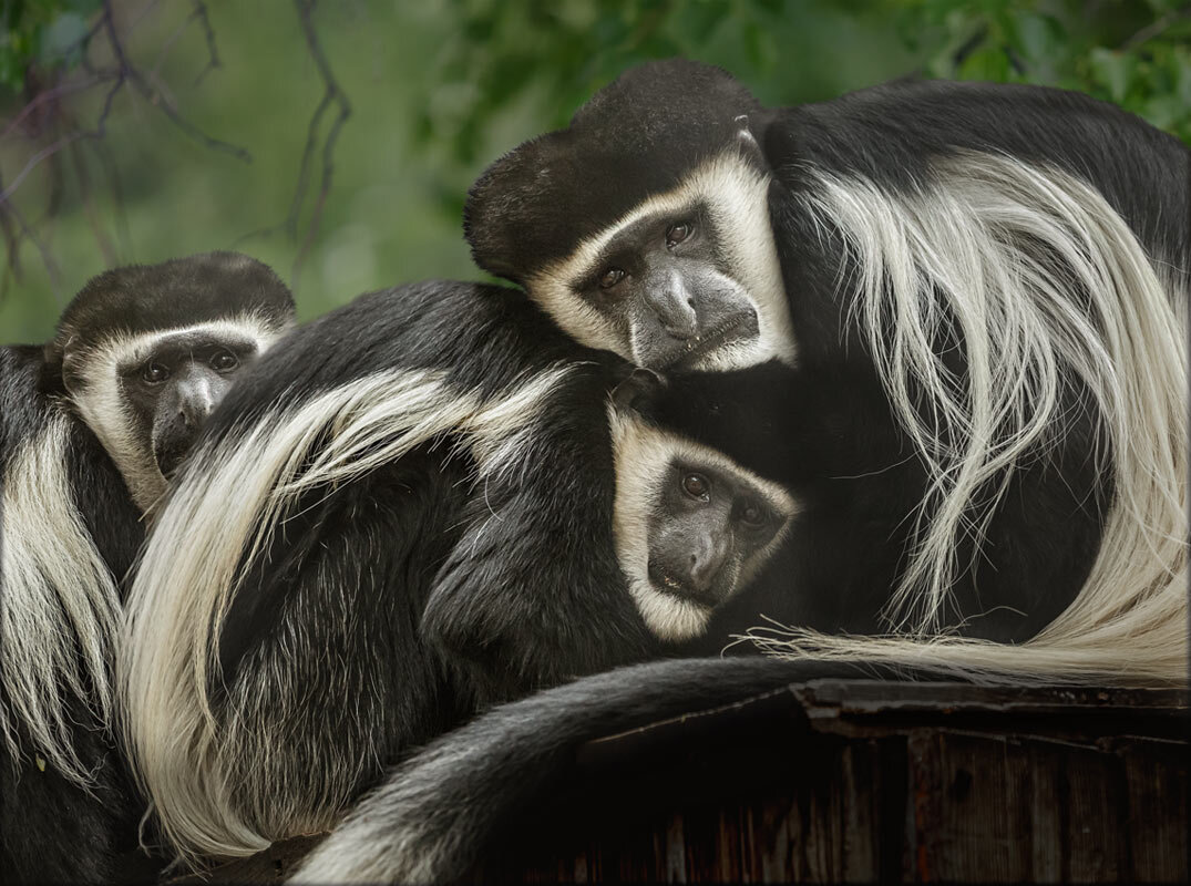 Колобус - SanSan 