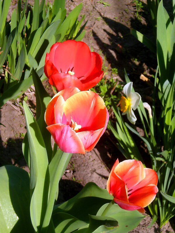 Цветы - Роман Савоцкий