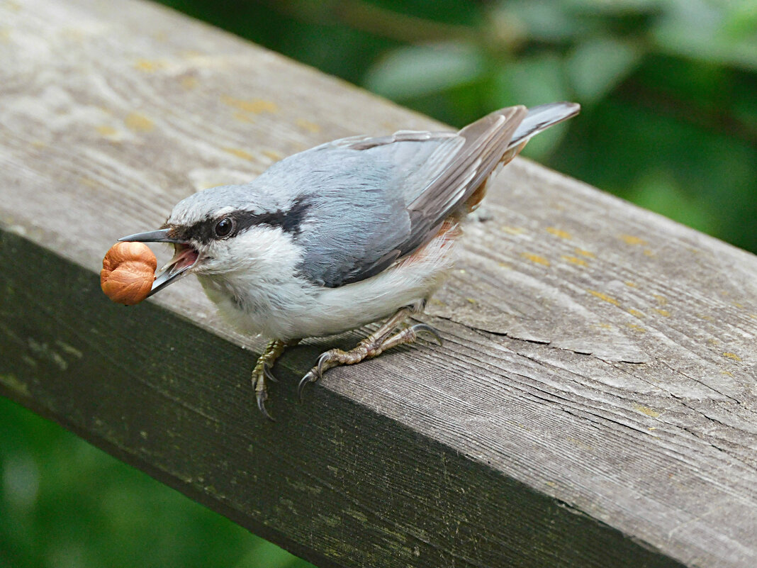 Поползень - Лина Поползень - Лина