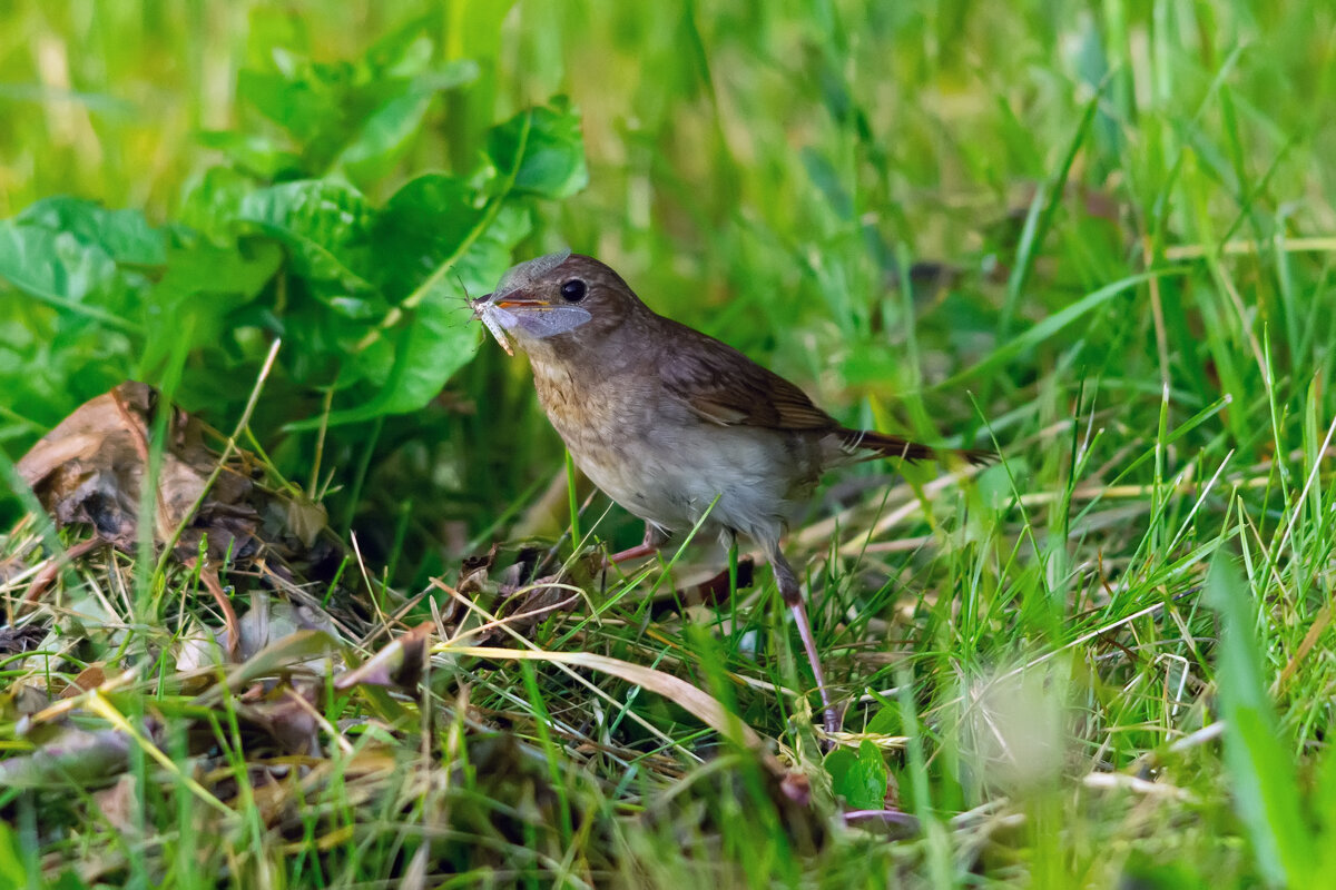 на десерт - Виталий Емельянов