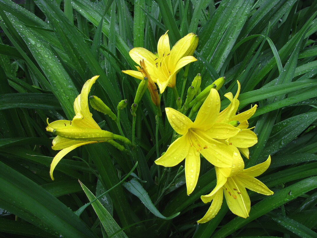 Лилейник цветёт - Людмила Смородинская Лилейник цветёт - Людмила Смородинская