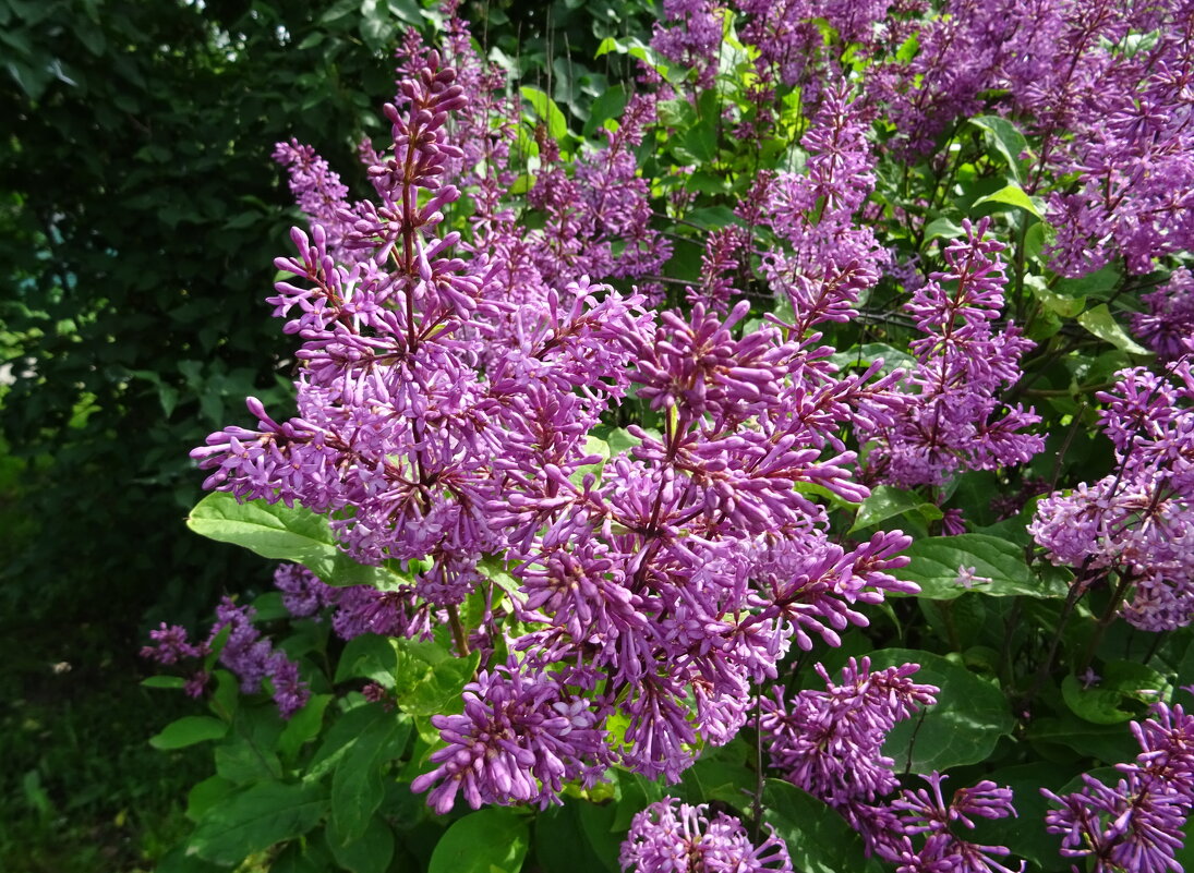 Сирень - PRP Сирень - PRP