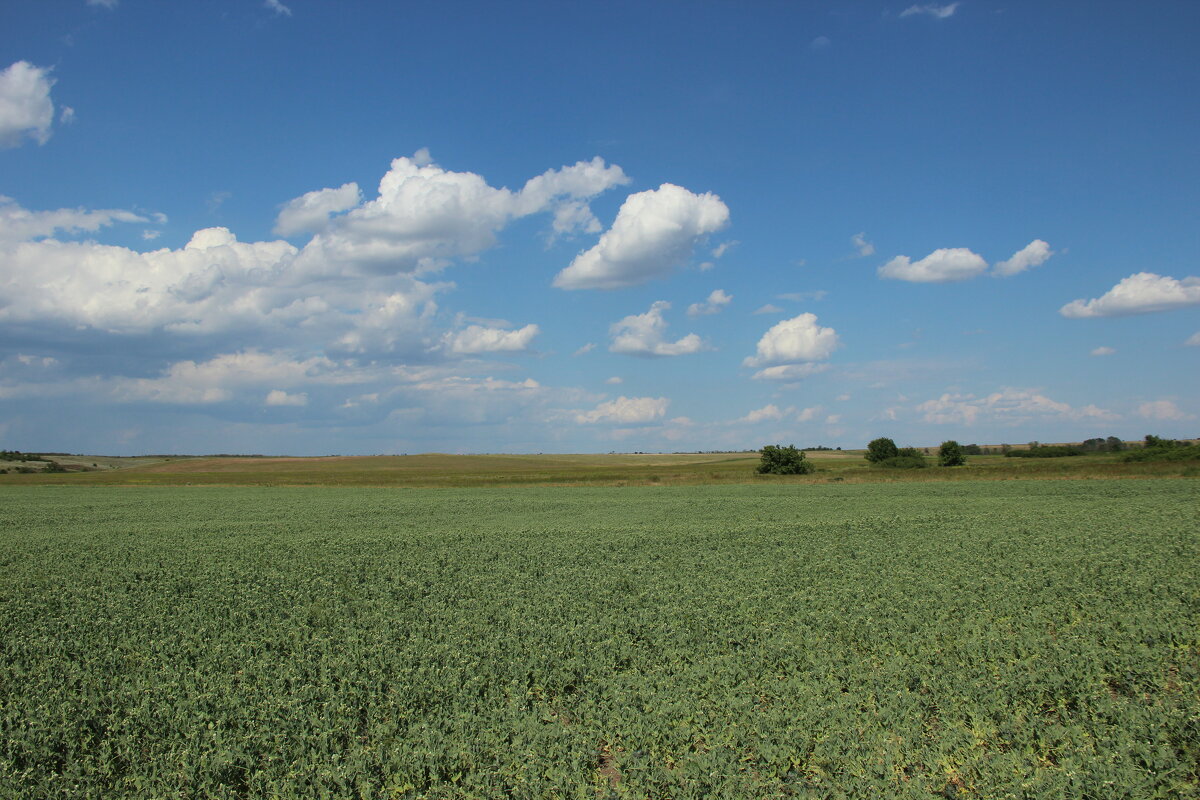 Поле. - Виктор 