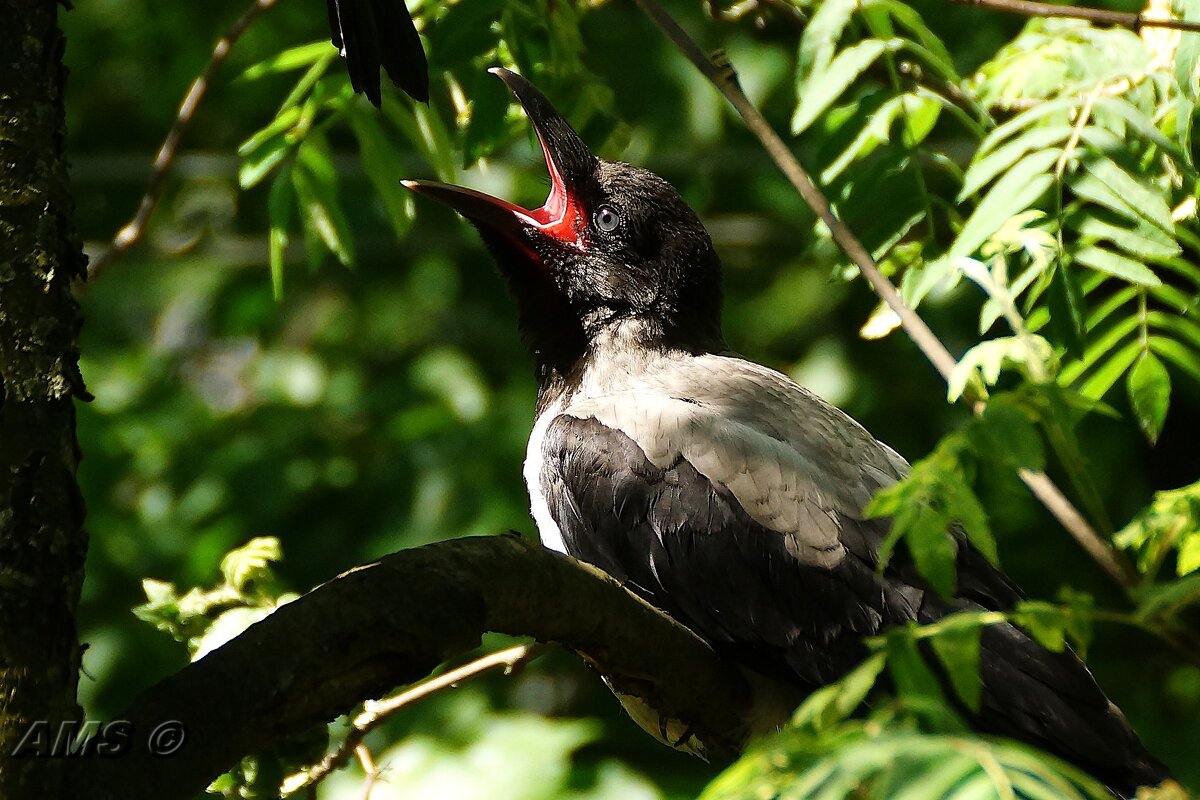 Секонд - kolyeretka 