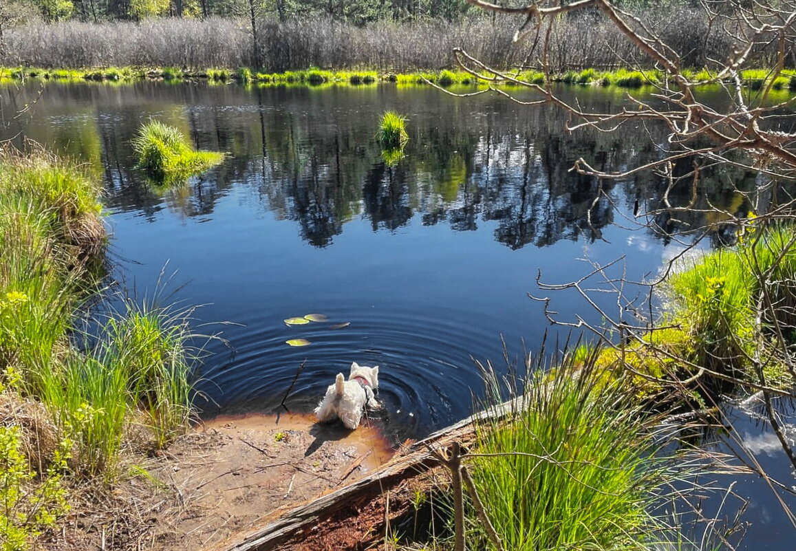 The thirst.. - Arturs Ancans