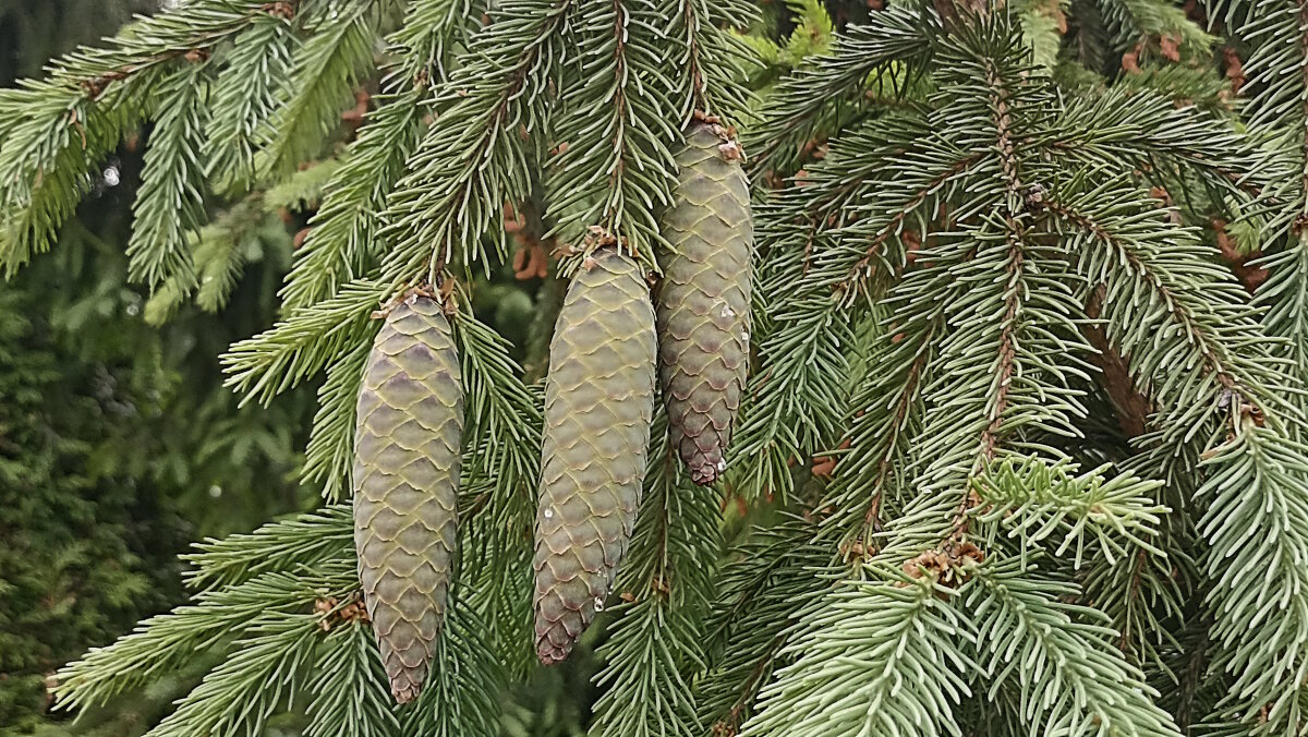 Шишечки зелёные. - Вячеслав. Синицын Шишечки зелёные. - Вячеслав. Синицын