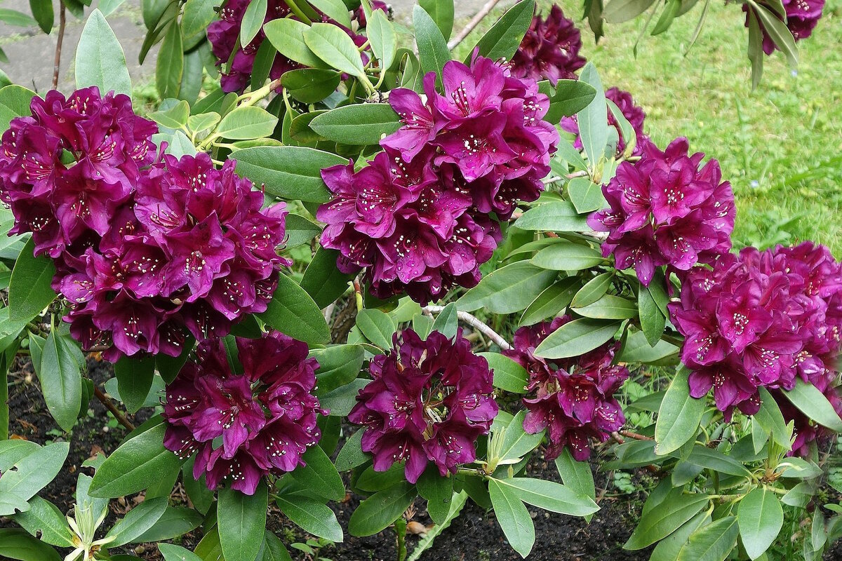 Рододендрон - Рита Симонова