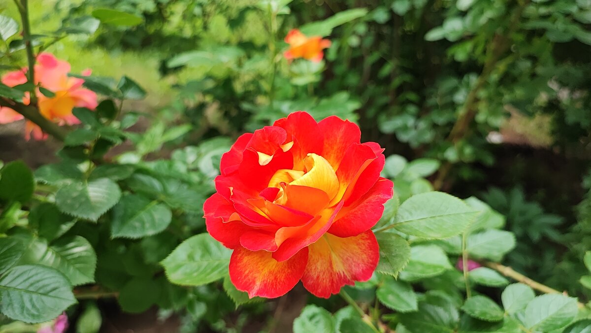 ,,, - Сергей Тимоновский