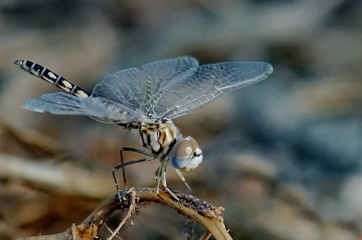 из серии " Макро мир вокруг нас..." - Николай Саржанов