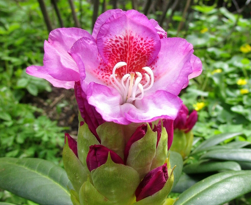 Рододендрон - Ольга Довженко