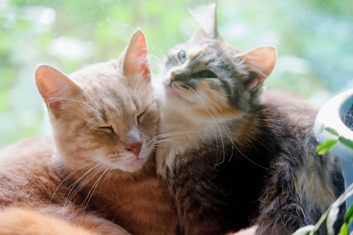 Сладкая парочка - Сергей Кочнев