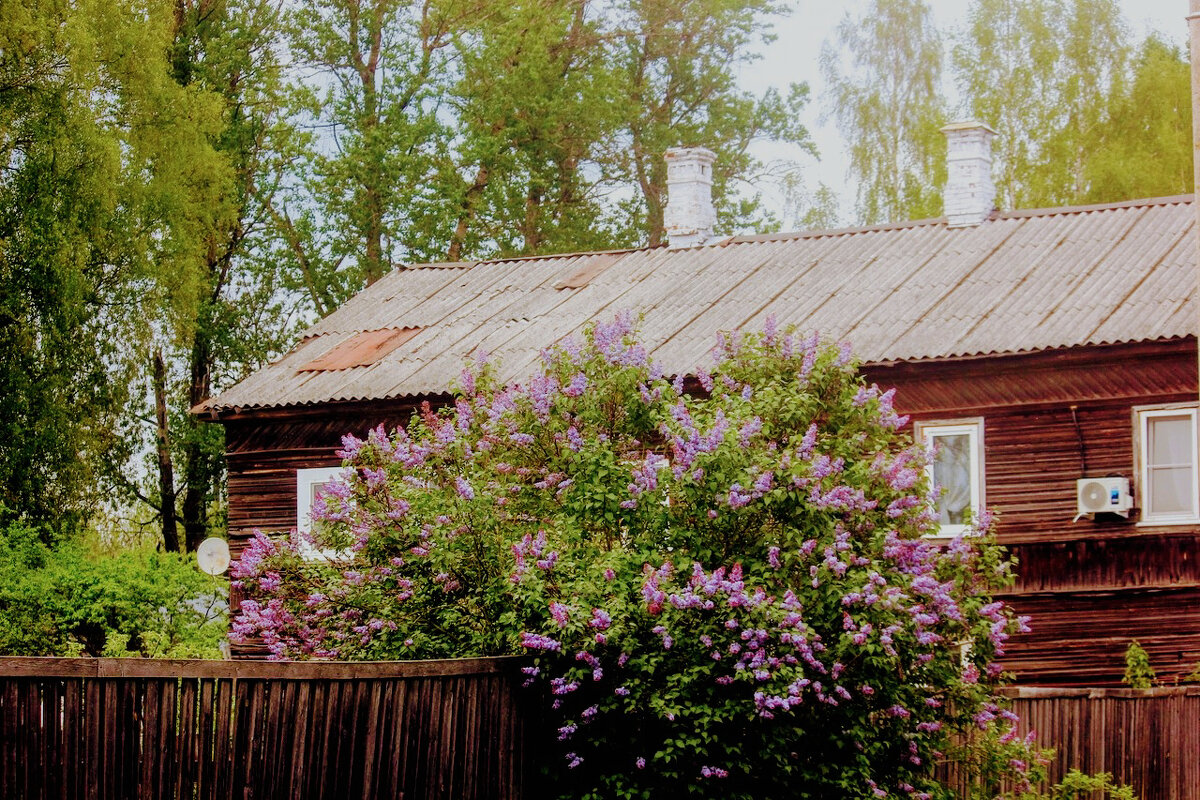 Сирень - Сергей Кочнев