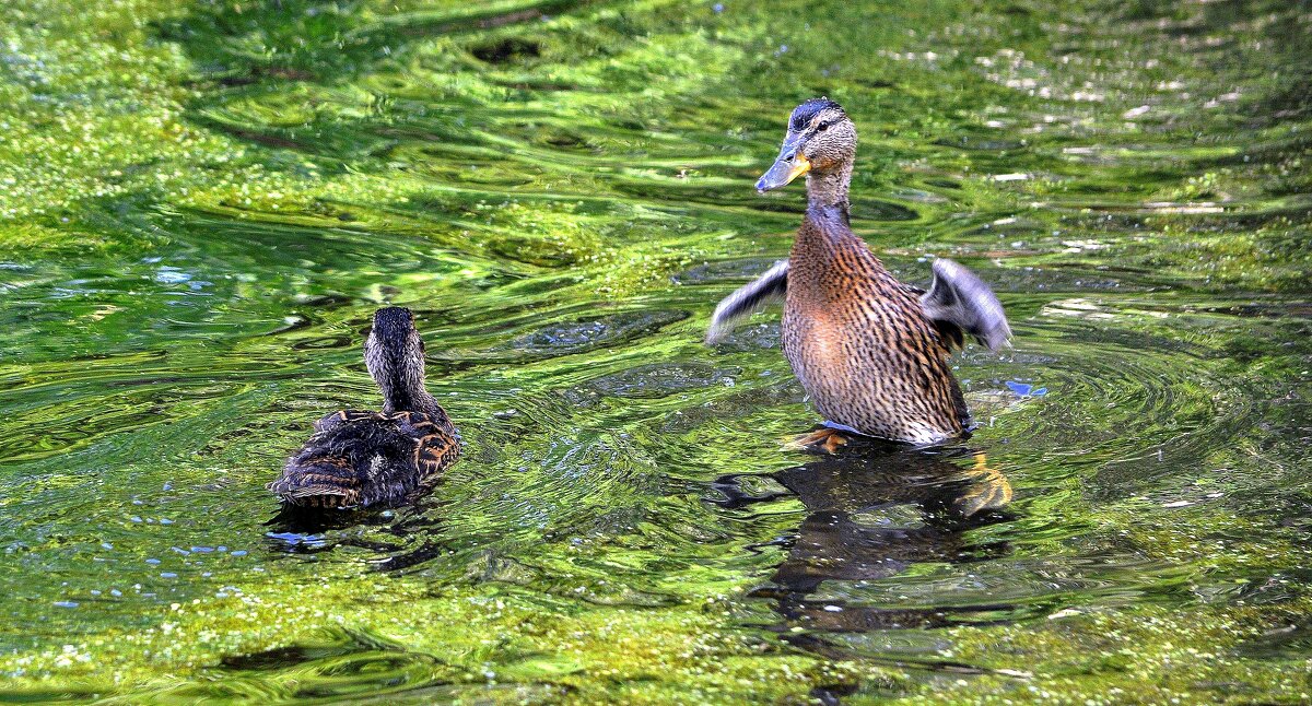 Малыши.... - Анатолий Анищик