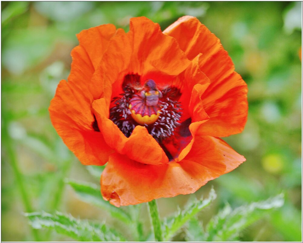 МАК... - Elvira E. МАК... - Elvira E.