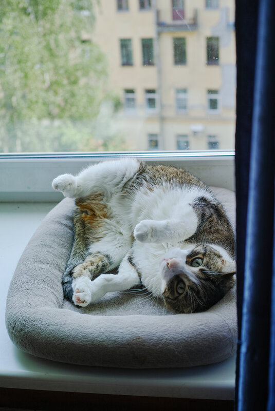 ... - ВЛАДИМИР 