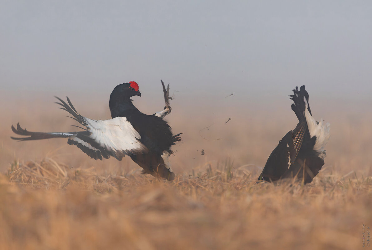 Глубокий нокаут. Туманное утро на тетеревином току. Весна 2025. - Андрей Андреев