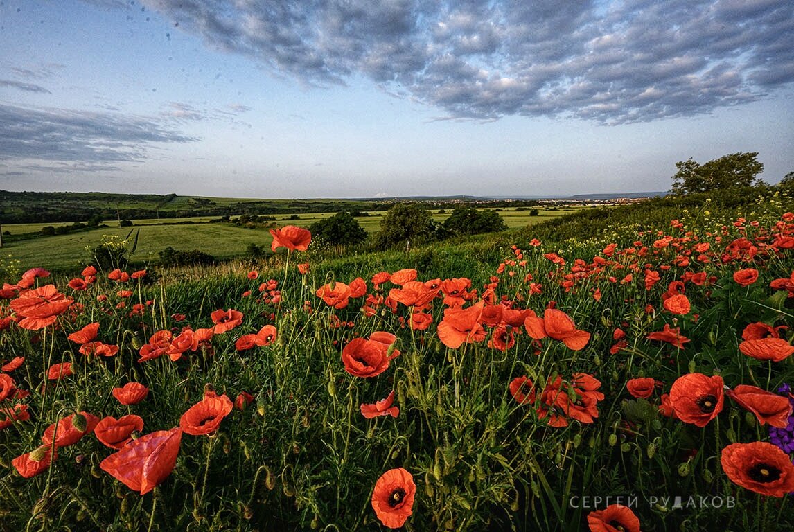 Маки приэлбрусья - Сергей 