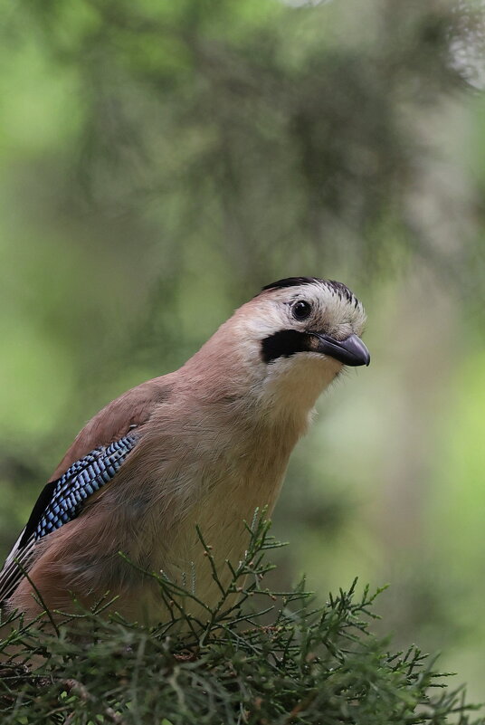 Сойка на готове... - Александр Кондаков Сойка на готове... - Александр Кондаков