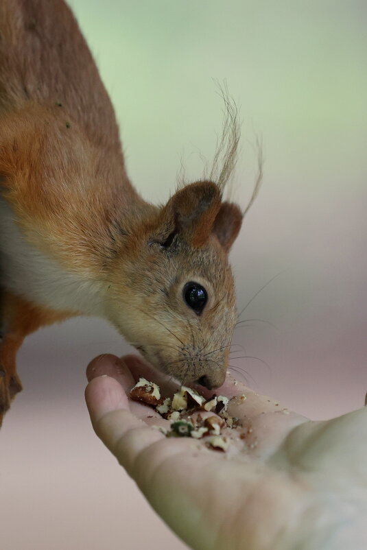 Завтрак с аппетитом. - Александр Кондаков Завтрак с аппетитом. - Александр Кондаков