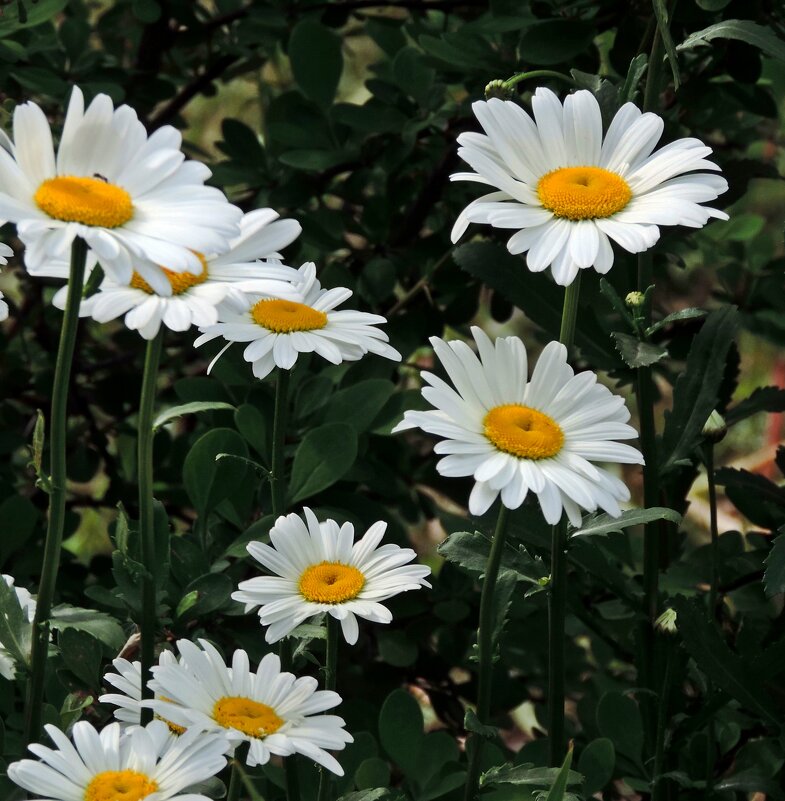 Ромашки - ivolga 