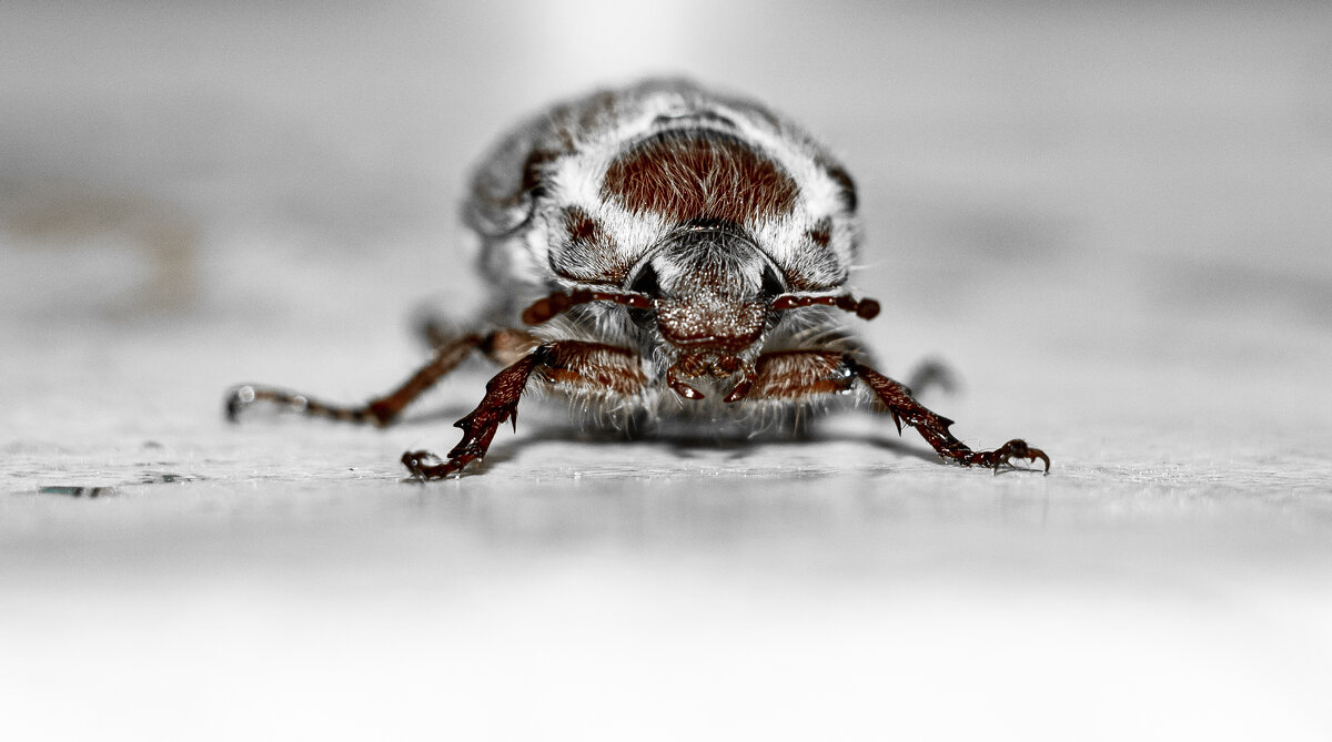 May Bug | 9 - Sergey Sonvar May Bug | 9 - Sergey Sonvar