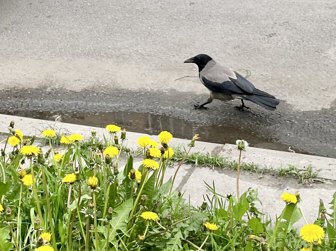 Будни вороны. - Виктор Орехов